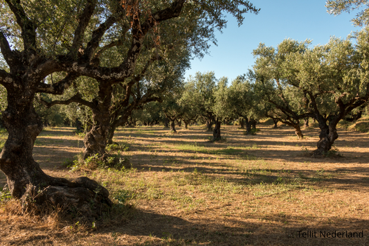 Olijfhout: van boom tot eyecatcher